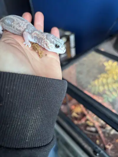 Gecko léopard, View more