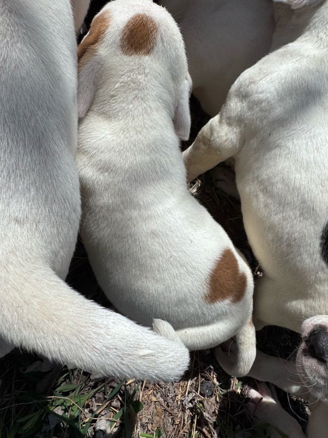 6 puppies to be rehomed in Dogs & Puppies for Rehoming in Chatham-Kent - Image 2