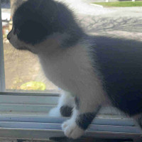 Cute kitten for sale 