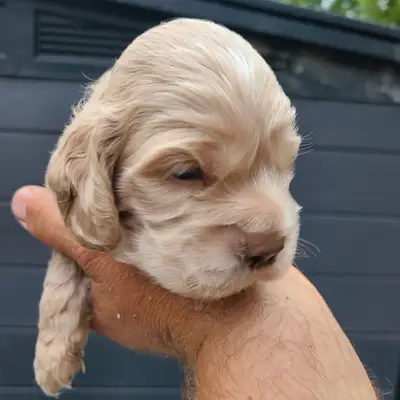 American Cocker Spaniel, View more