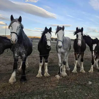 I have an assortment of Shires for sale- Bay weanling colt-10k$, Grey 4yr old mare-15k$, Black 2 yr...