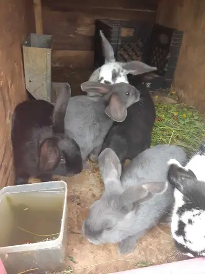 Holland lop bread with rex rabbits , View more
