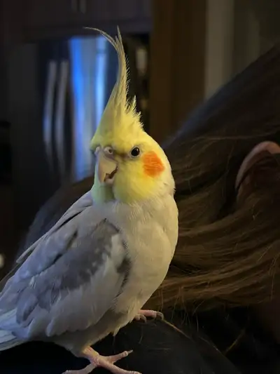 oiseau cockatiel avec deux cages et beaucoup d’accessoires, View more