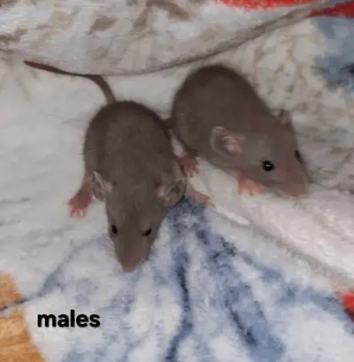 two itty bitty russian blue rats, both males, View more