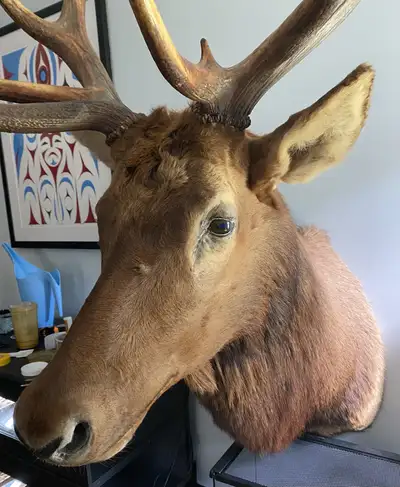Roosevelt Elk Mount for Sale, View more