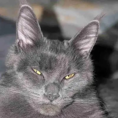 Maine Coon, View more
