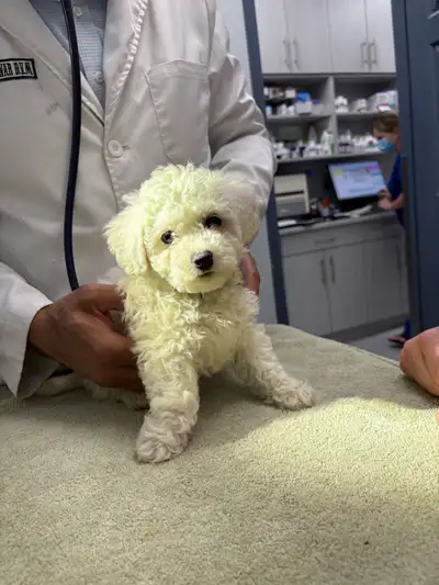 Bichon Frise Registered Breeder, View more