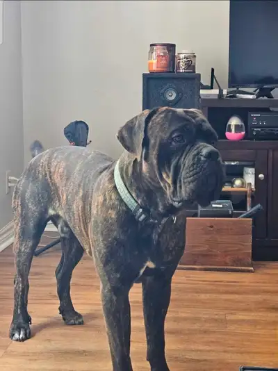 4 year old Cane Corso. Intact Male urgently trying to rehome him. We recently moved into a smaller h...