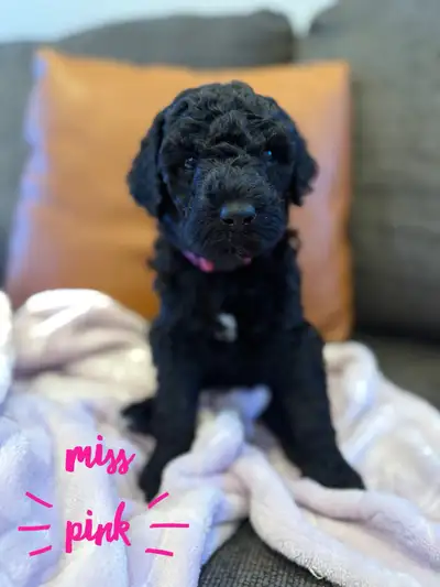 Bernedoodles F1B** ready Feb 22, View more