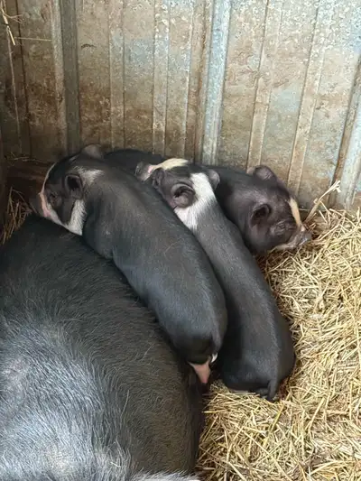 micro mini piglets , View more