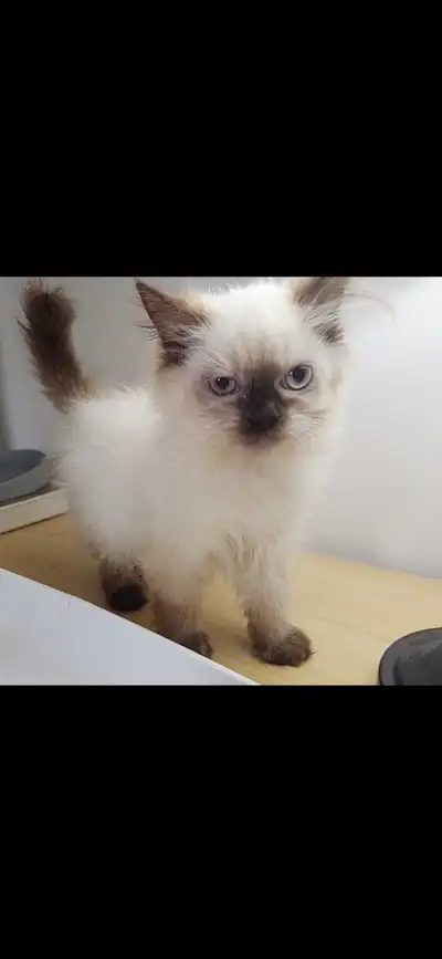Purebred Himalayan kitten, View more