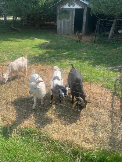 small Pygmy goats., View more