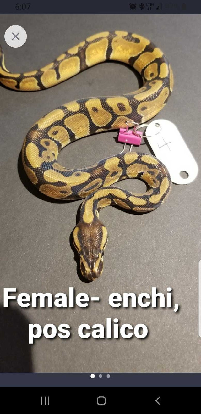 Enchi pos Calico- Female ♀️ in Reptiles & Amphibians for Rehoming in Mississauga / Peel Region - Image 2