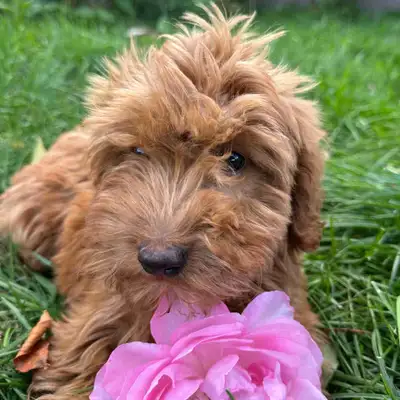 Mini Goldendoodle Puppies, View more
