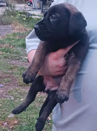 Belgium malinois and German Shepherd 9 puppies, View more