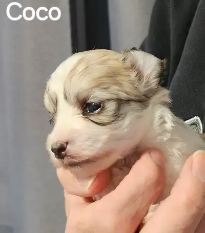 Magnifique CHIOT MALTIPOO MÂLE né le 23 mars 2025, il sera vacciné le 7 mai et prêt à rejoindre leur...