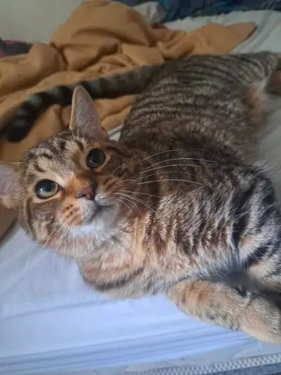 -4 months old -healthy -male -not yet vaccinated -playful, energetic and affectionate -good with oth...
