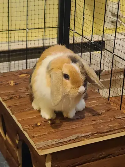 Dwarf Holland Lop, View more