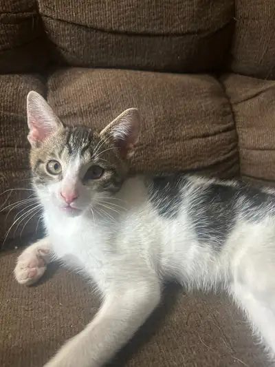 Male kittens for rehoming, View more