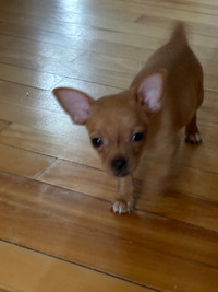 Chiots chihuahua poil courts 