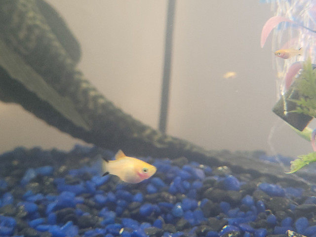 Gold Twinbar Platys in Fish for Rehoming in Red Deer - Image 4
