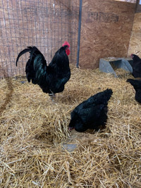 Black Australorp Chickens 