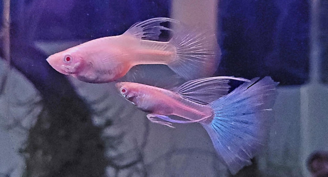 Red Eyes Ribbon Light Blue Guppy in Fish for Rehoming in Markham / York Region - Image 3