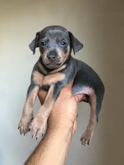 Miniature Pinscher puppies, View more