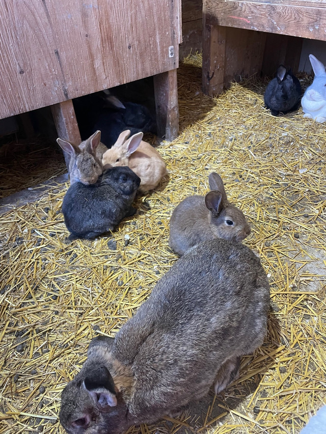 Young rabbits  in Livestock in Winnipeg - Image 2