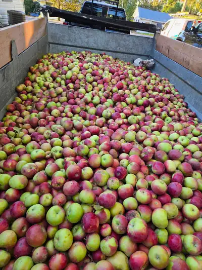 Deer Apples, View more