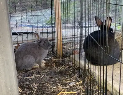 Netherland dwarf female, have three bunnies but can only keep two due to the bonding not working out...