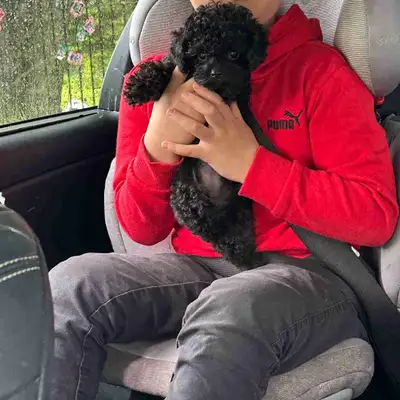 ❤️All sold ❤️ if you really like micro puppies. Currently, we accept puppy waiting list. Please leav...