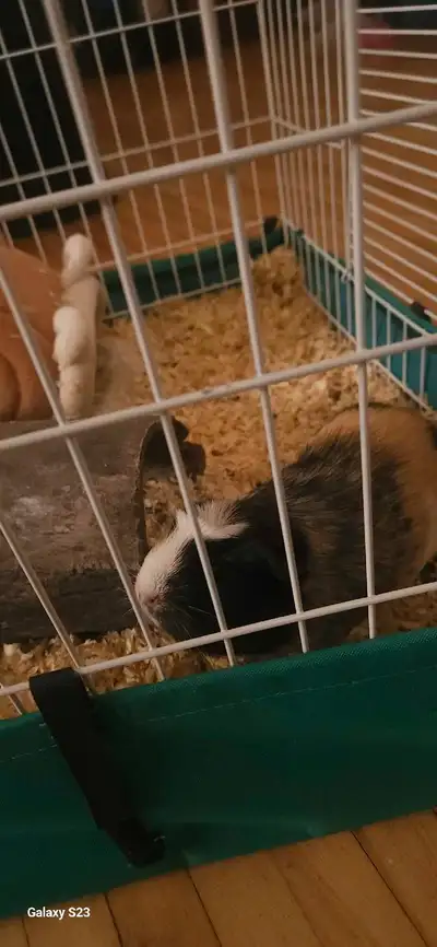 2 female guinea pigs Both 1 years old Super loveable Includes cage, accessories, remaining shavings...