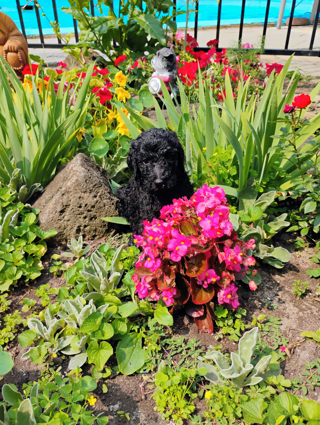 Adorables Goldendoodle dans Chiens et chiots à adopter  à Laval/Rive Nord - Image 3