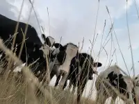 Holstein steers