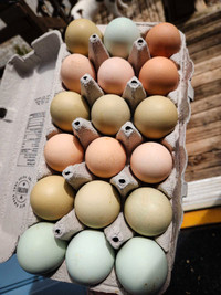 Easter Egger & Olive Egger Hatching Eggs