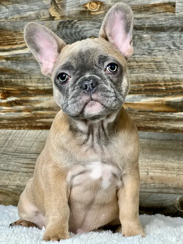 ♥️Ready now! French Bulldog puppies ♥️ in Dogs & Puppies for Rehoming in Calgary - Image 4
