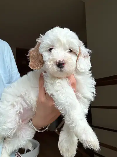 Mini goldendoodle, View more