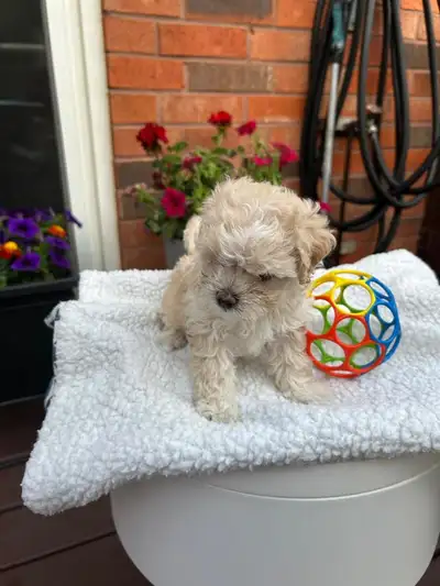 Adorable Maltipoo Puppies Ready Now!, View more