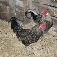 Roosters for sale