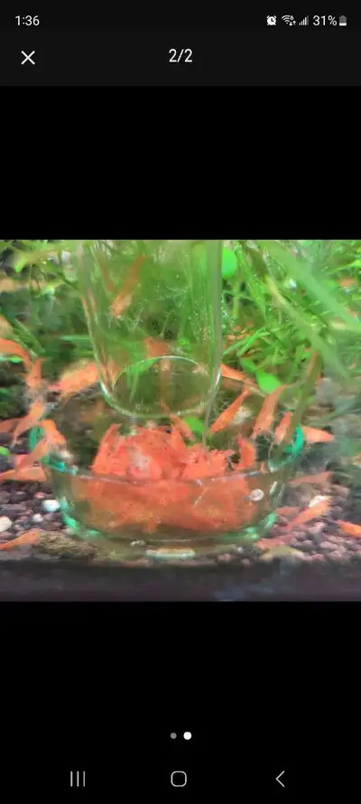 Orange Neocaridina Shrimp, View more