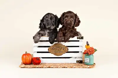 Adorable Mini Cockapoo Puppies FOR SALE!, View more