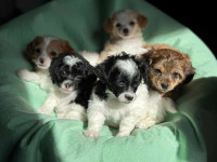 Shihpoo (Shitzu-poodle) puppies 