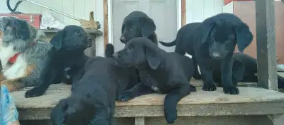 Bernese Mountain Dog/ Black Lab mix Puppies, View more