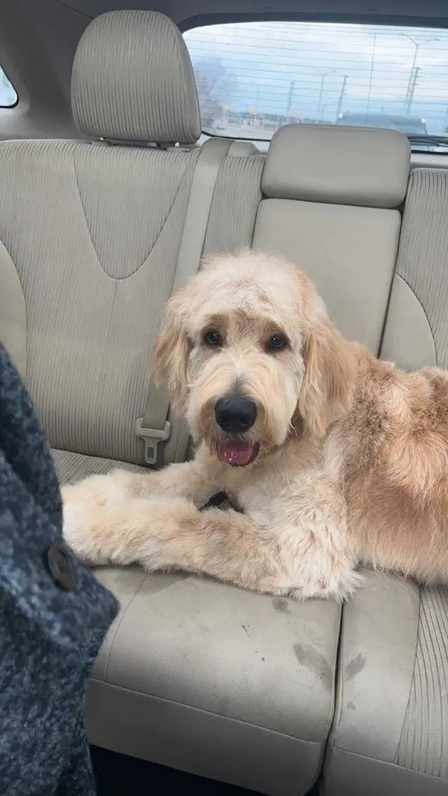 2 Dogs / Pets for Sale. Golden Doodle and Toy poodle in Dogs & Puppies for Rehoming in Ottawa - Image 7