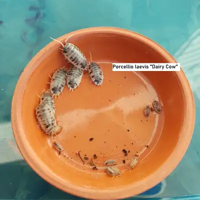 Isopods for Sale, View more