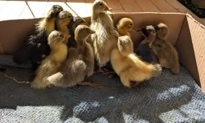 Duck Hatching Eggs - BYM Indian Runner x Welsh Harlequin, View more