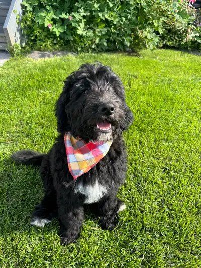 Bernedoodle Puppies Ready Now! 4 Left — Lovingly Raised & Hypoal, View more