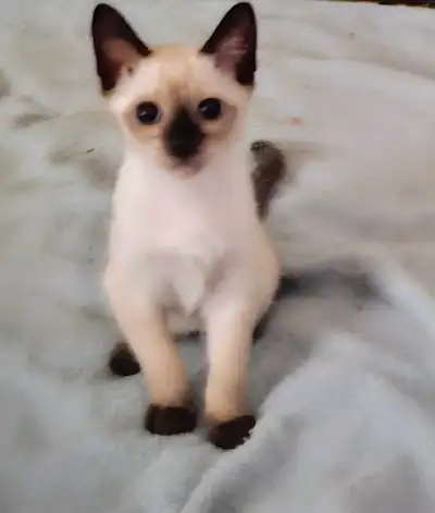 chaton siamois F, View more