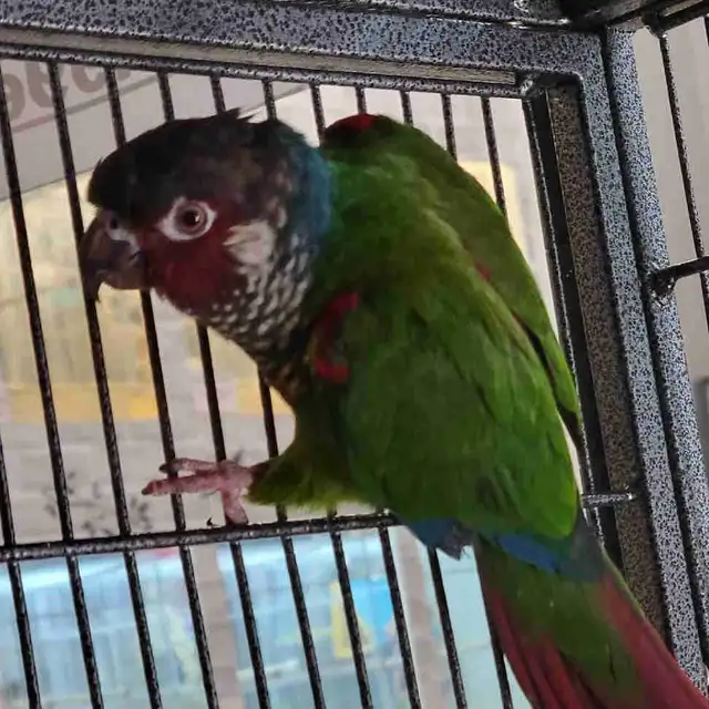 white cheek conure in Birds for Rehoming in Oshawa / Durham Region - Image 2